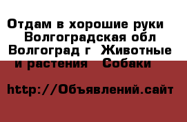 Отдам в хорошие руки.  - Волгоградская обл., Волгоград г. Животные и растения » Собаки   
